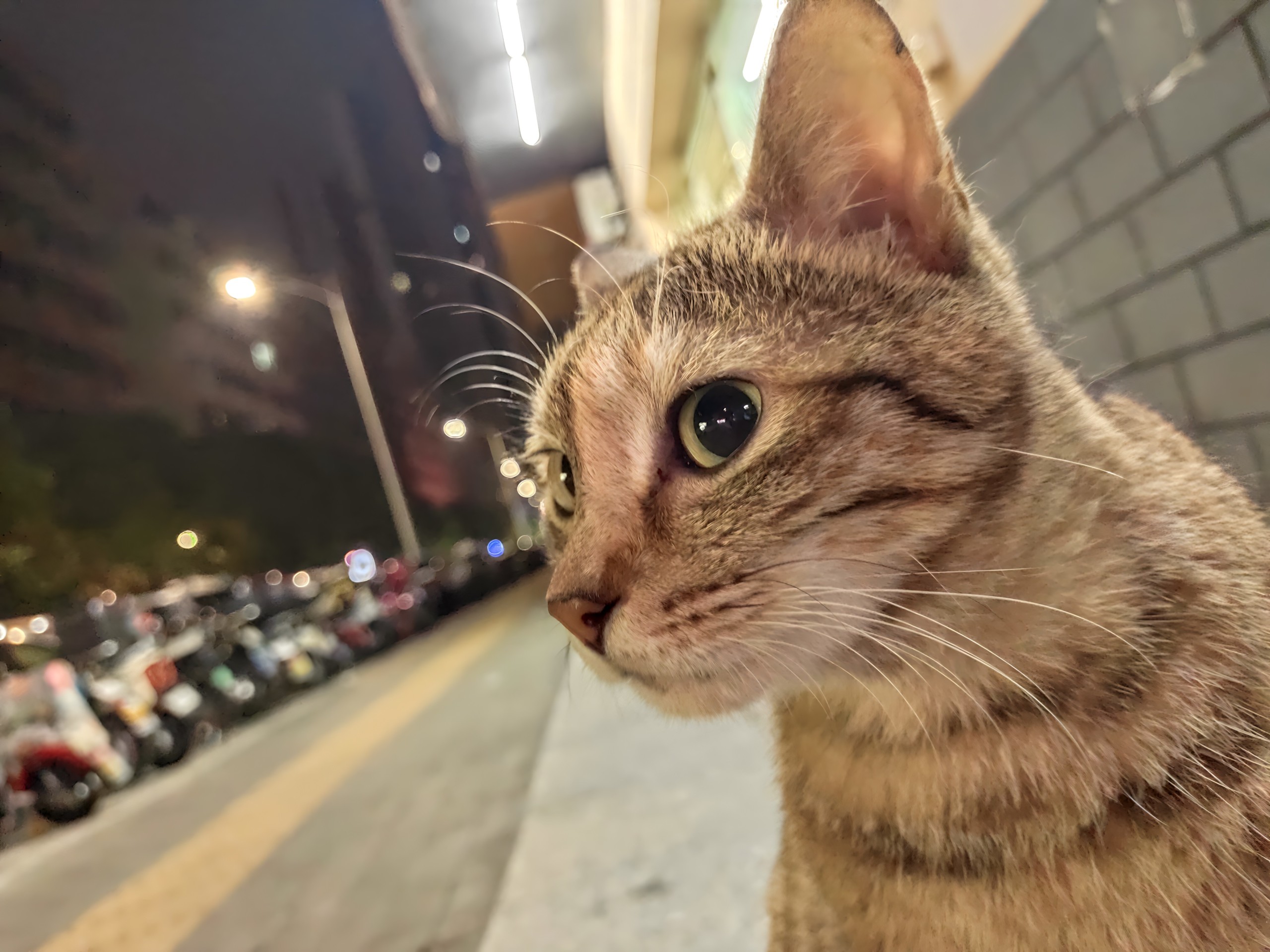 善良的流浪猫 - 动态 | 天际尽头