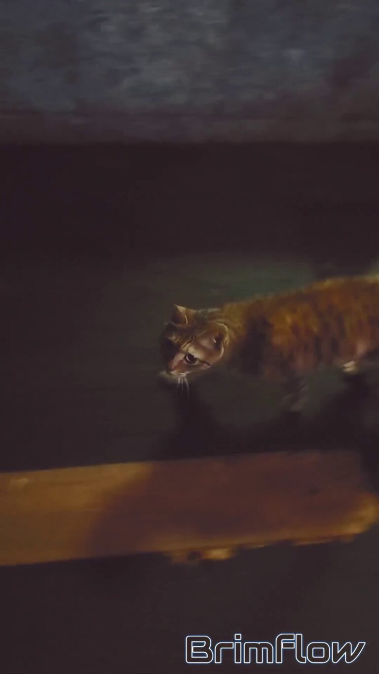 流浪猫日记：夏天的夜晚，它又来蹲饭了