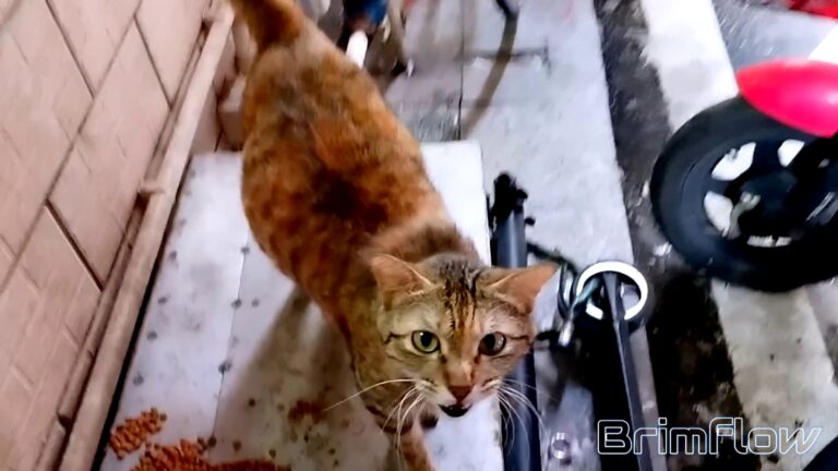 流浪猫日记：人们的好意，它没吃完也记得住