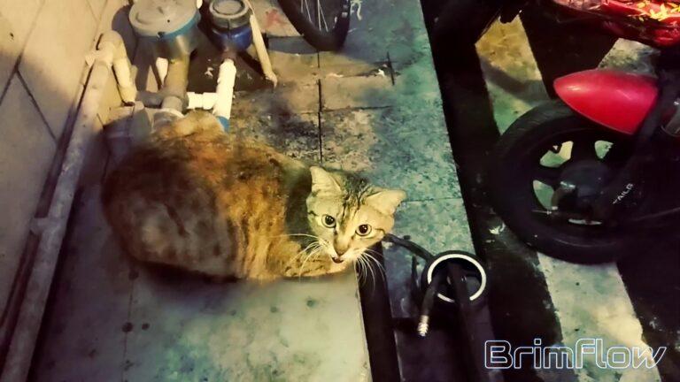 流浪猫日记：它每天都来