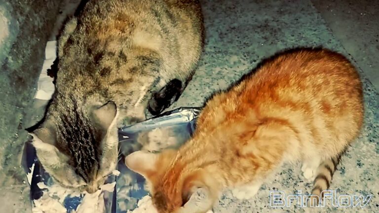 流浪猫日记：秋冬季，那只该独立的崽子还紧紧跟着她