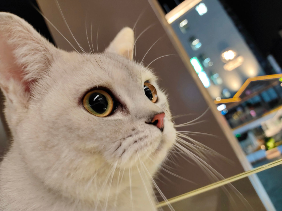 我的宠物生活记录(2021-2023) 宠物日志, 猫咪故事, 宠物生活