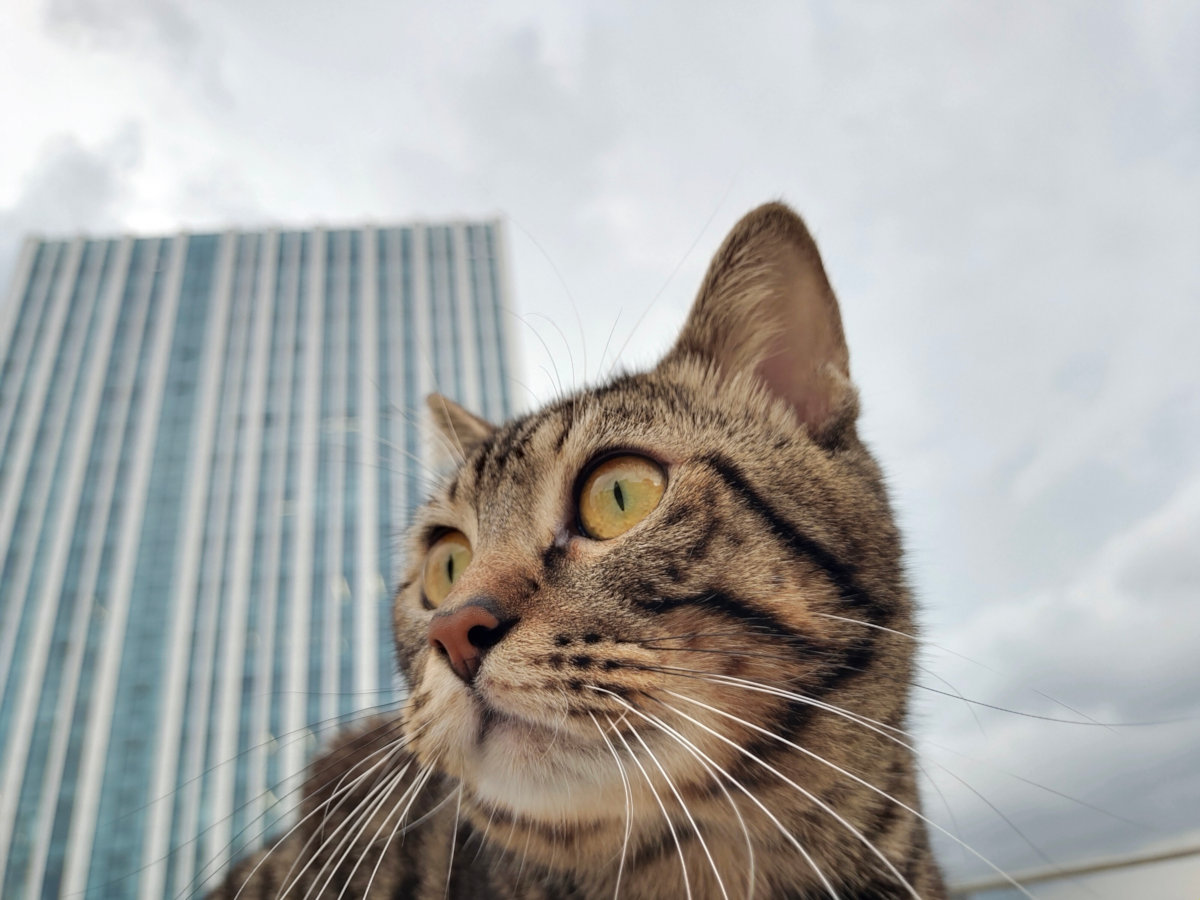 我的宠物生活记录(2021-2023) 宠物日志, 猫咪故事, 宠物生活