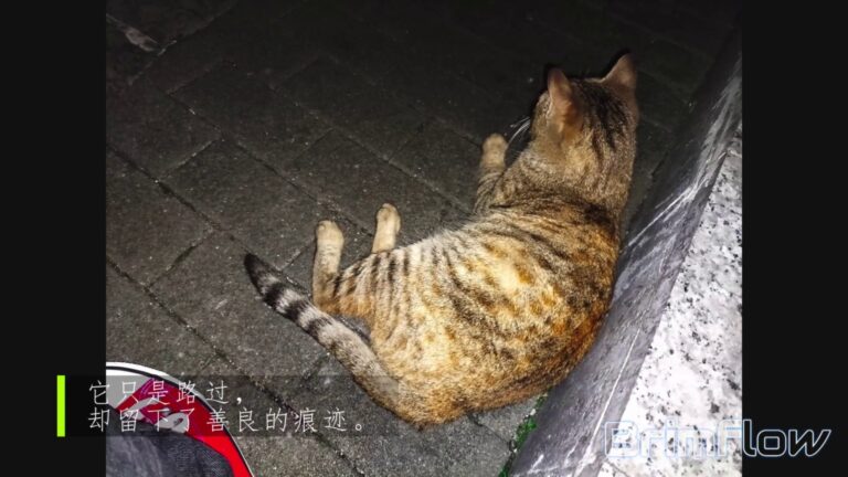流浪猫日记：感谢你来过！