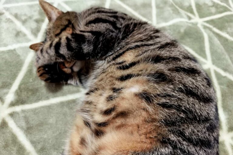 “人比猫重要”，能成为虐猫的借口吗？