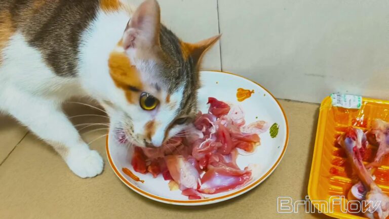 生活片段：喂猫