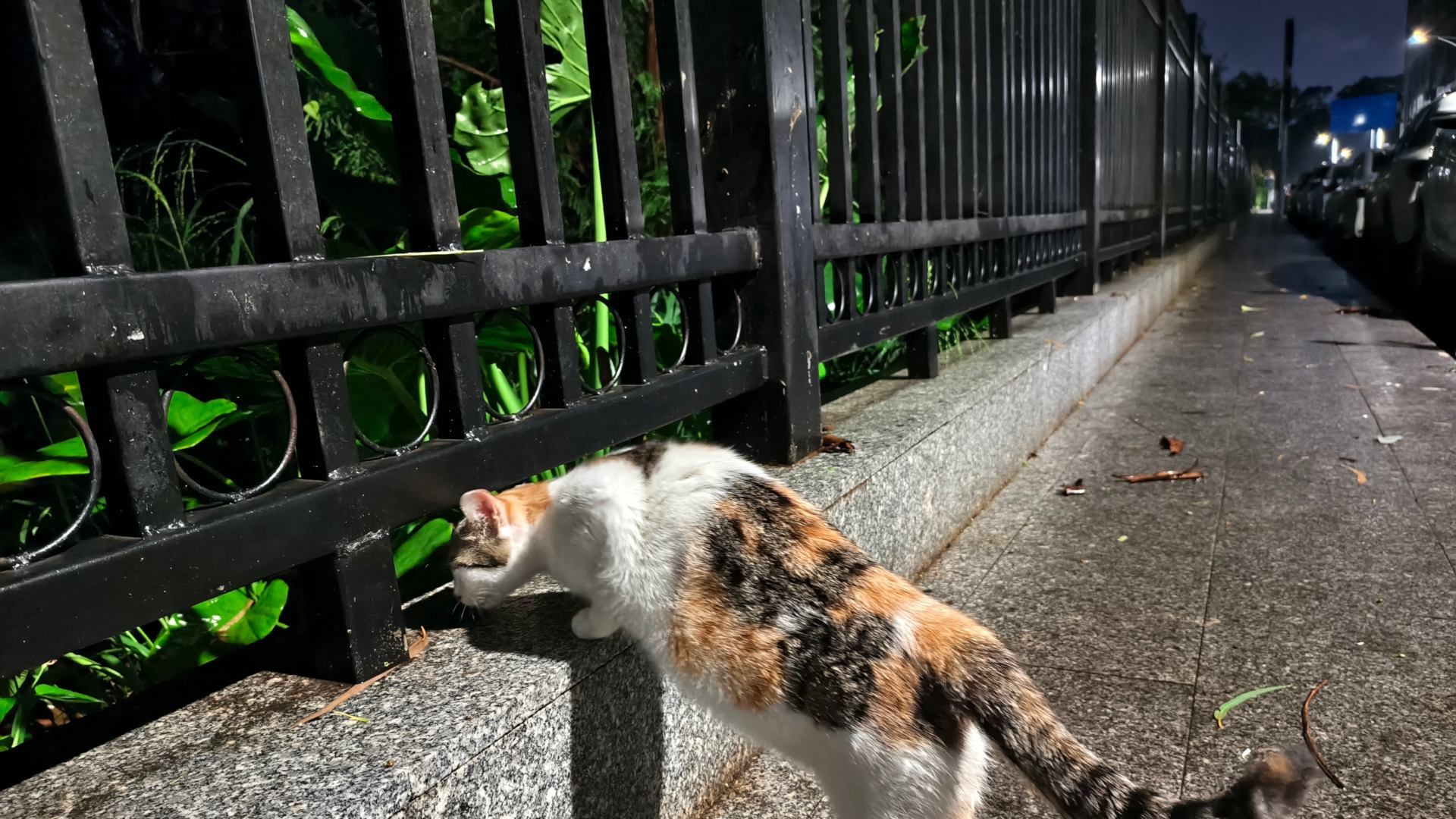 猫的天堂
