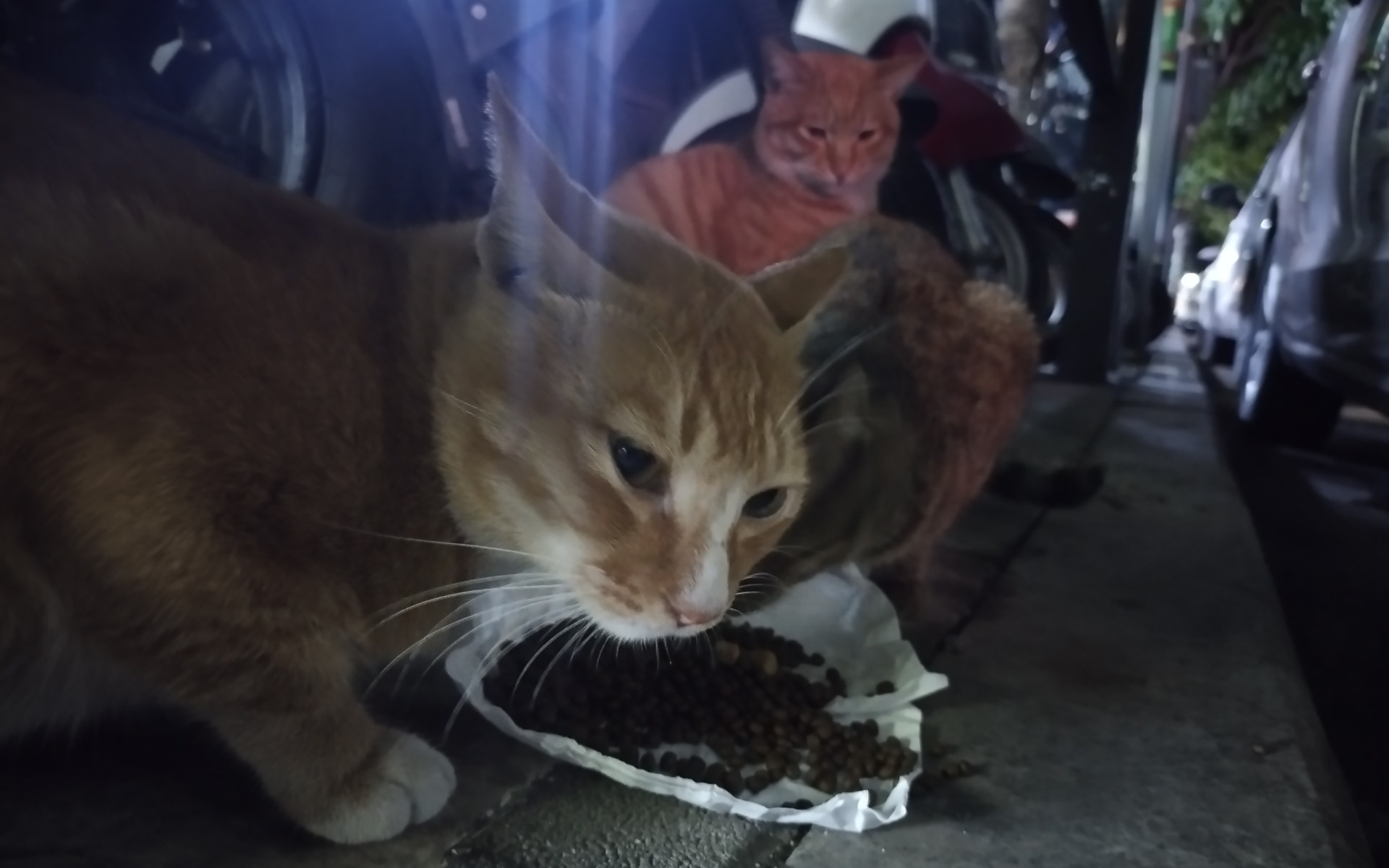 流浪猫的生命尽头