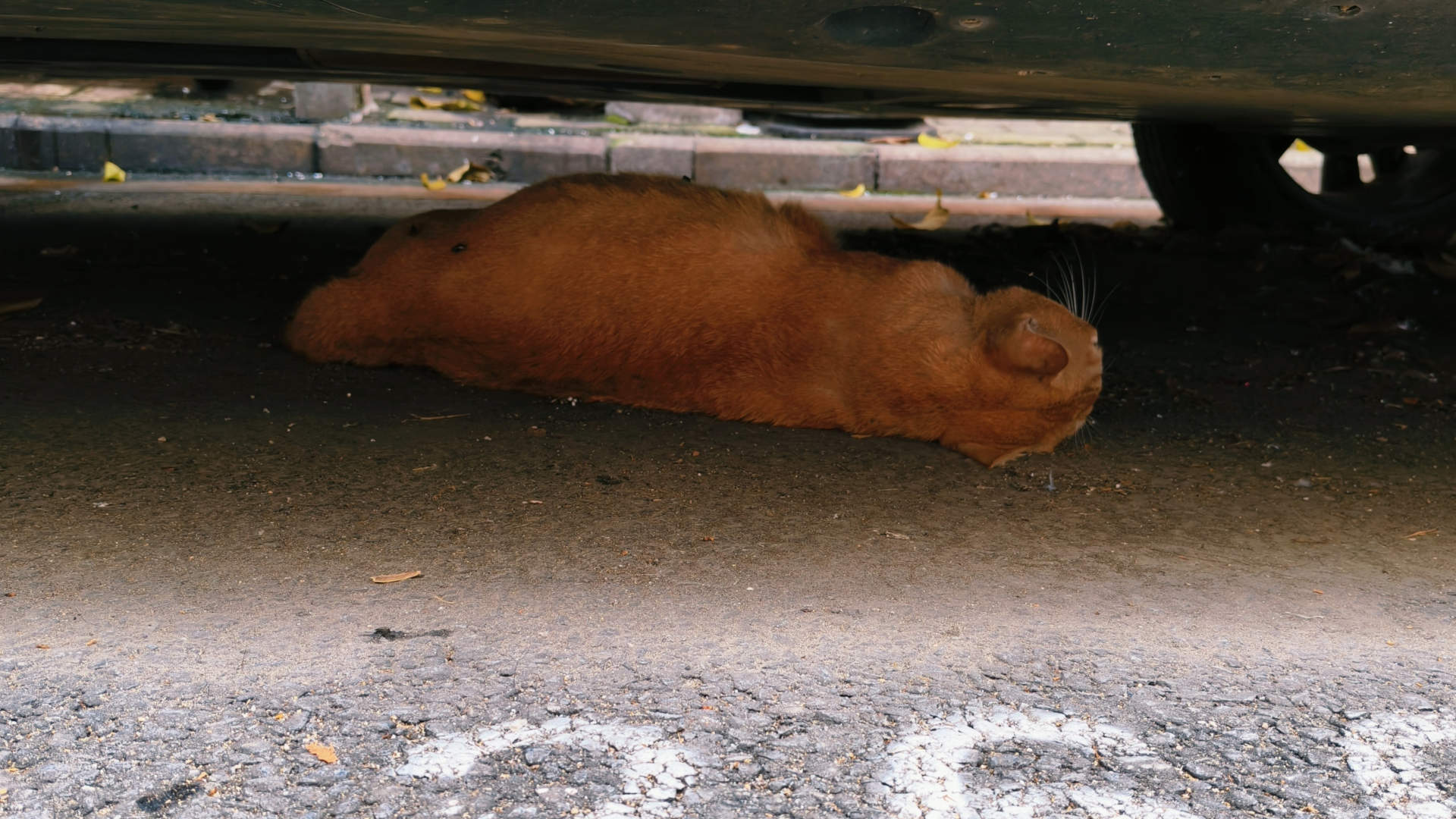 天际尽头 | Brimflow 的个人博客