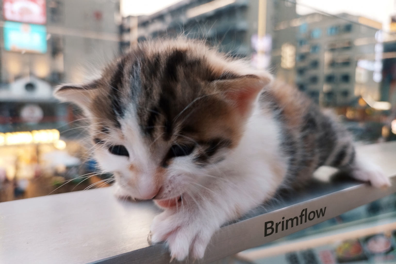 天际尽头 | Brimflow 的个人博客