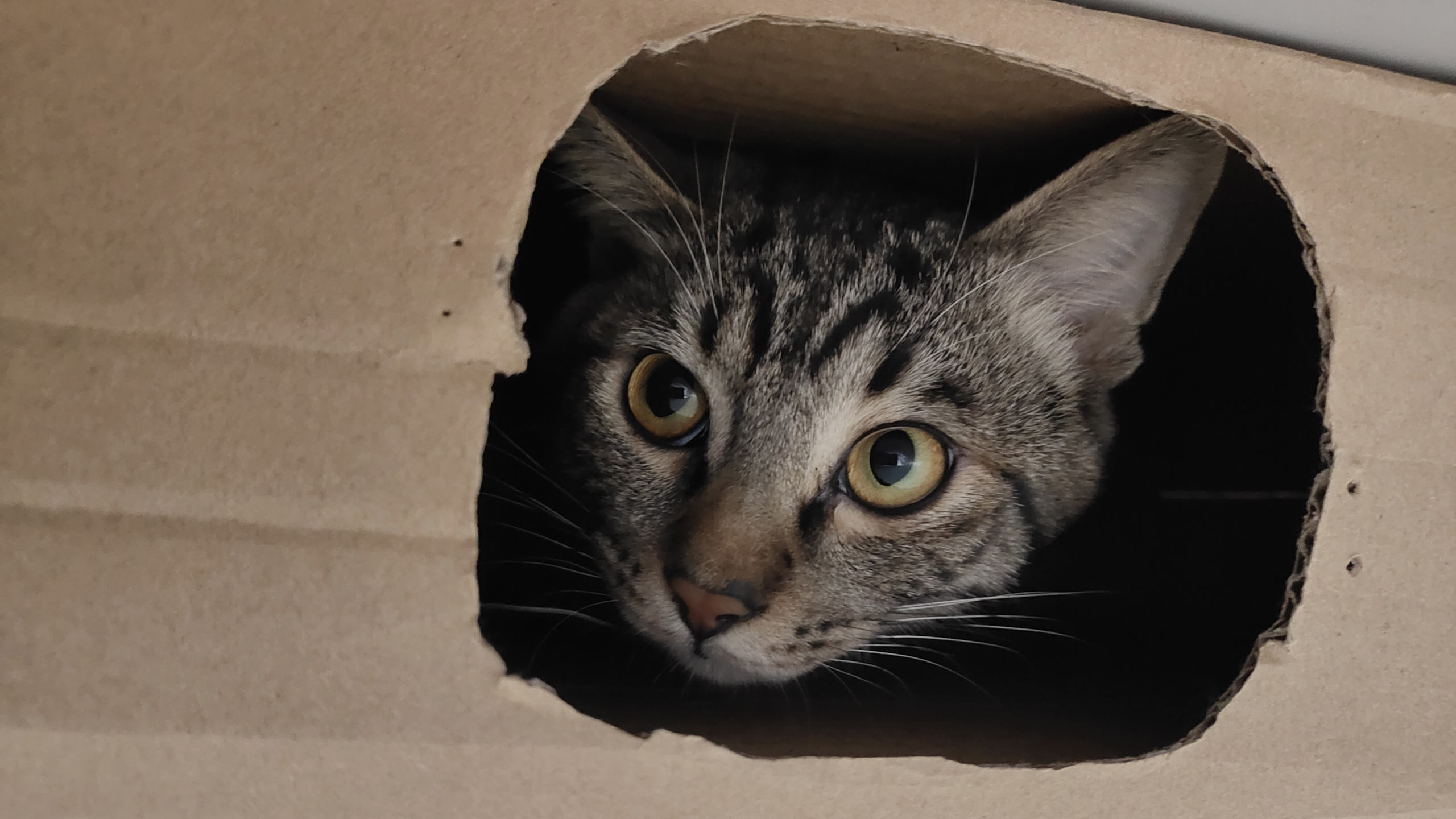 我在个人数据主权上的实践 个人数据主权实践:从 Windows 到 Android 的自主管理经验